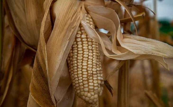 México está dispuesto a ir a panel de controversia por maíz transgénico