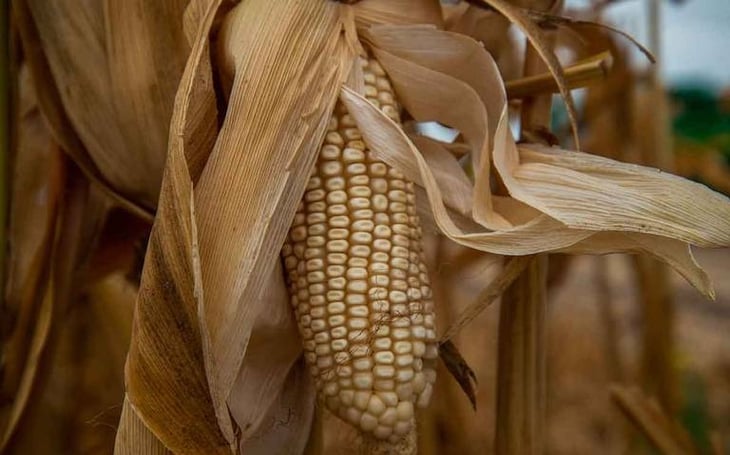 México está dispuesto a ir a panel de controversia por maíz
