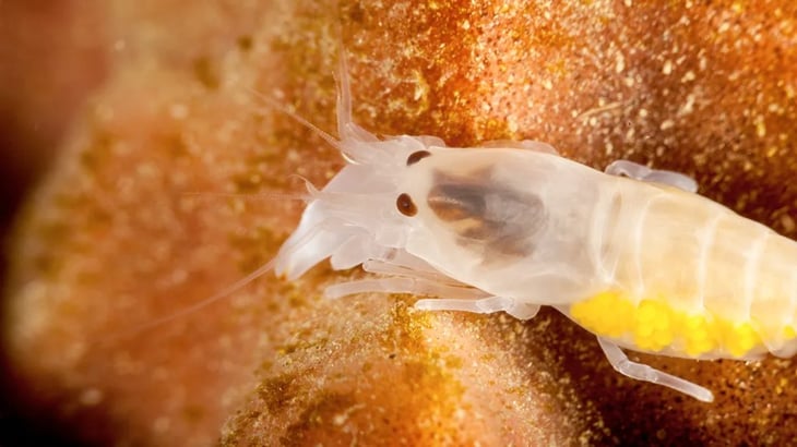 Las crías de este camarón cierran sus pinzas tan rápido que generan estallidos de luz bajo el agua