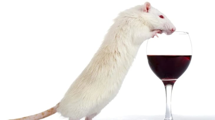 Esta hormona devuelve la sobriedad a los ratones ebrios al instante