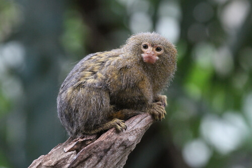 Curiosidades sobre el mono tití el más diminuto del planeta