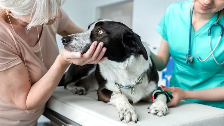 Atención veterinaria: un deber del médico y dueño de mascota