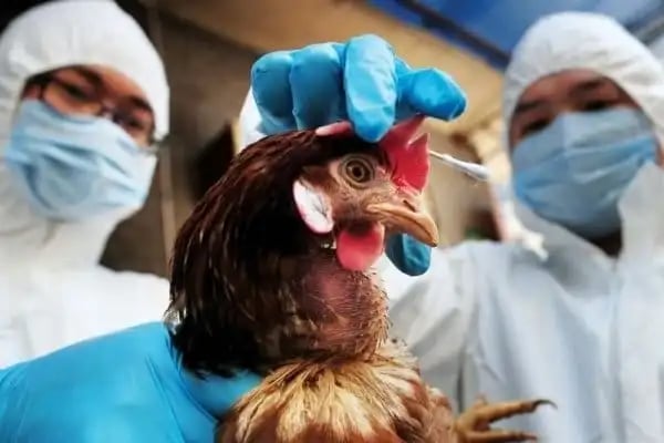 Jurisdicción Sanitaria no tiene alerta sobre la posible pandemia de gripe aviar en el país