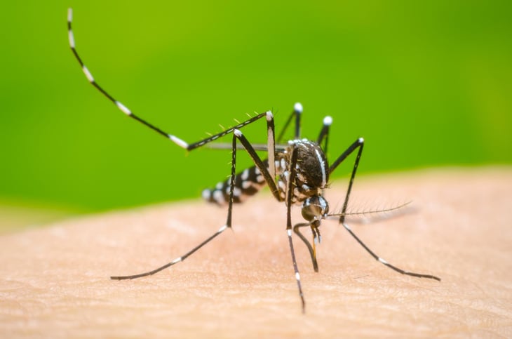 SSa realiza acciones de prevención por la proliferación de mosquitos