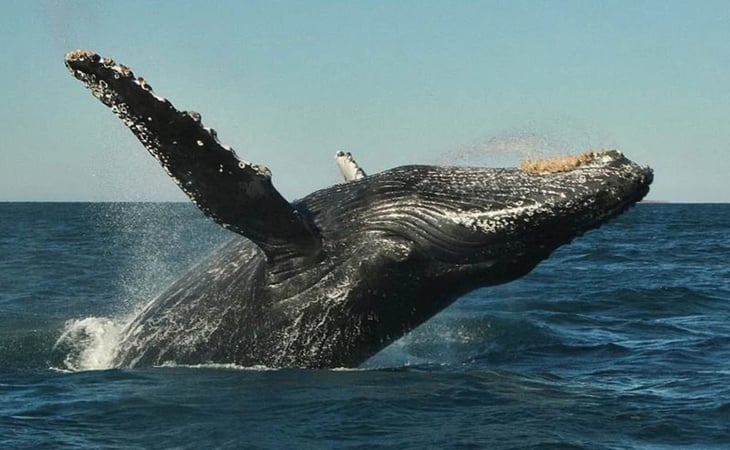 Alertan por avistamiento del cuerpo de una ballena en mar abierto en Guasave, Sinaloa