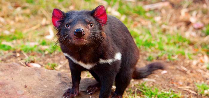 Animales raros que solo se encuentran en Australia