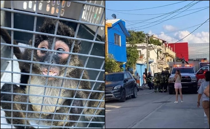 Mono araña se columpia en cables y provoca incendio en casa de Playa del Carmen