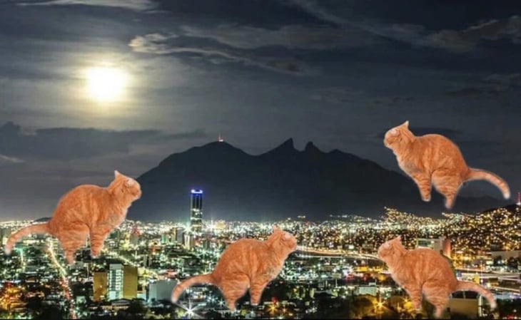 Mal olor en Nuevo León desata memes contra gatos, pero ¿qué lo provocó?