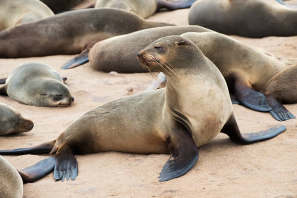 Tipos de focas que existen en Latinoamérica y sus estados de conservación