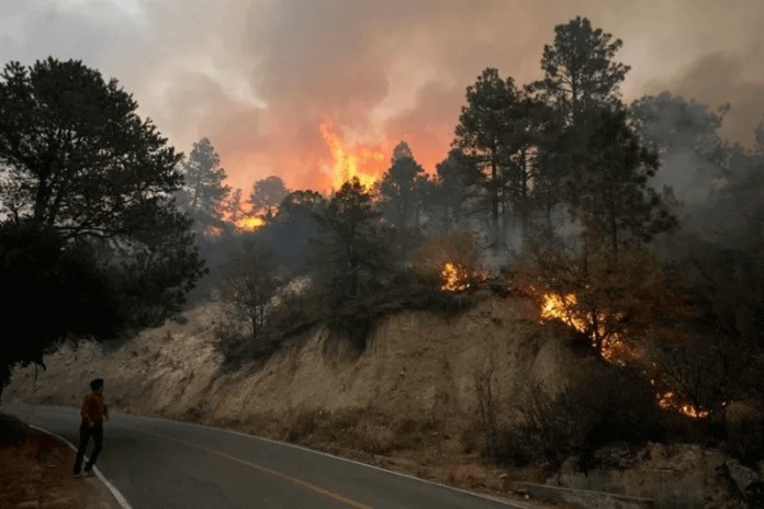En 2022 incendios arrasaron con 19 mil hectáreas de bosque