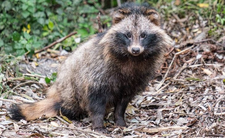 Así es el perro mapache, nuevo “sospechoso” en el origen del coronavirus en China