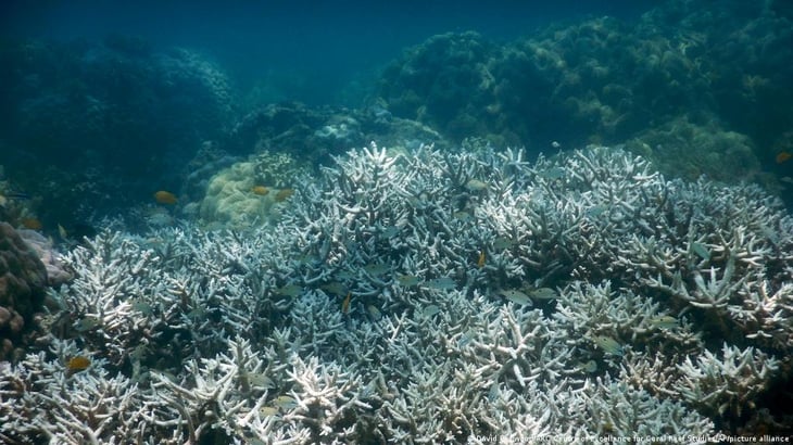 Restos de un naufragio de la WWII se están transformando en arrecife de coral en el Mar Rojo