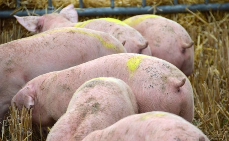 Libran la cárcel ambientalistas que bloquearon granja porcina; seguirán su proceso en libertad