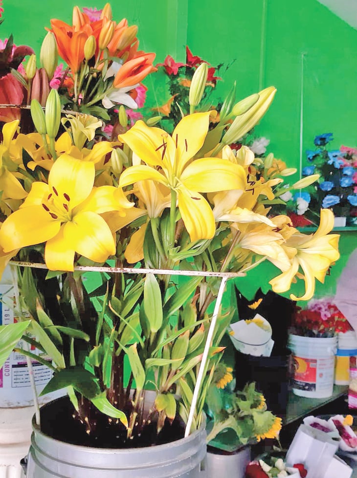 Primavera 2023, la euforia de  regalar las famosas flores amarillas