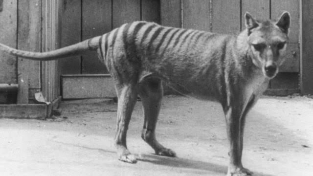El extinto tigre de Tasmania podría haber sobrevivido hasta los años 70