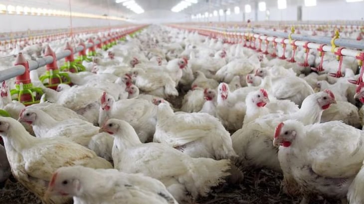 China detecta nuevo caso de gripe aviar H3N8 en humanos