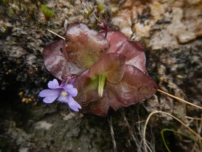 Descubren dos nuevas especies de planta carnívora en Los Andes de Ecuador