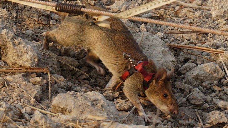 Las ratas gigantes africanas tienen un truco infalible para dejar de procrear