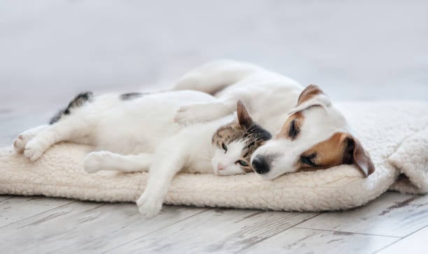 5 pasos para desinfectar la cama de tus mascotas