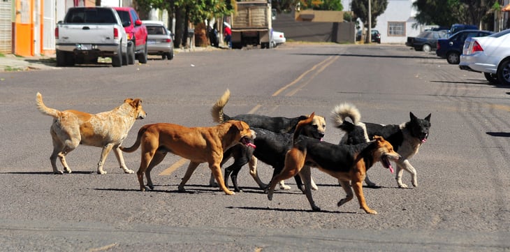 Perros callejeros; un problema al alza, dueños irresponsables