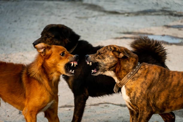 ¿Cómo detener una pelea de perros de manera segura?