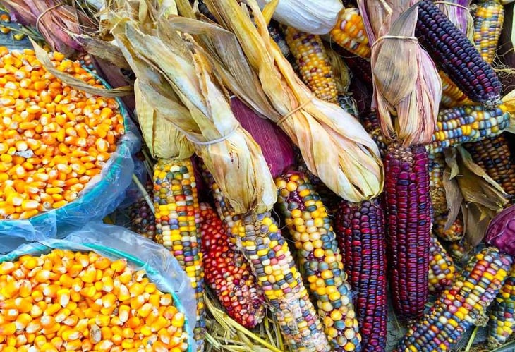 Por conciliar, Canadá y EU en disputa de maíz transgénico
