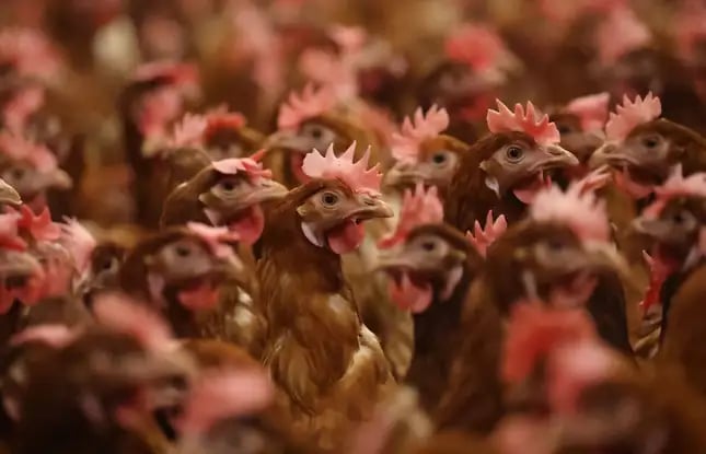 China registra la primera muerte humana por la gripe aviar H3N8