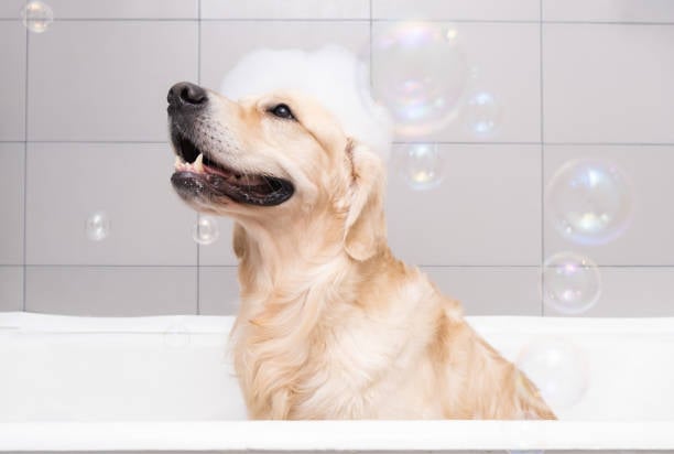 ¿Cada cuándo debes bañar a tu perro?