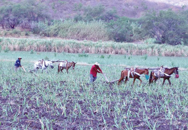 CNA: Productores agrícolas en desamparo con cierre del FND