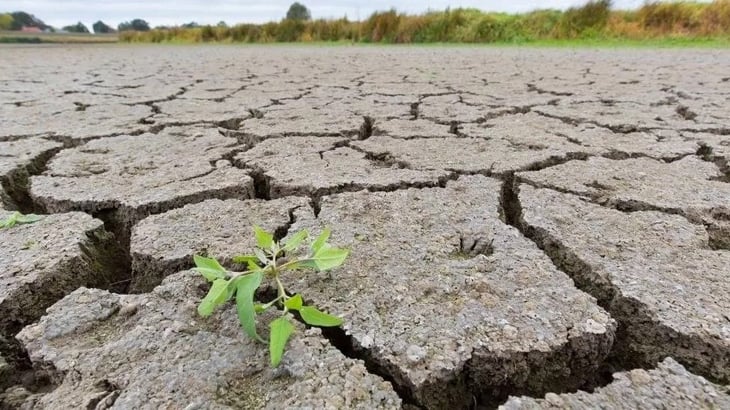 Sequía y crisis 'matan' actividad agropecuaria en Región Centro