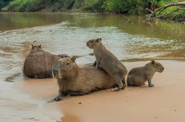 Curiosidades sobre el capibara, el roedor más grande del mundo