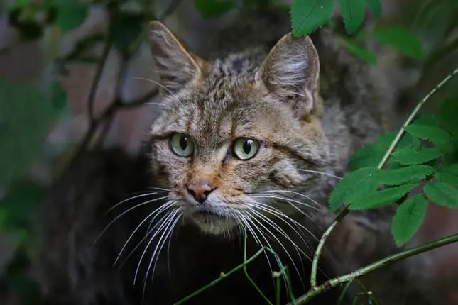 Polémica en Nueva Zelanda con el estreno de un concurso donde los niños pueden matar gatos salvajes