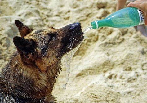 Control Canino exhorta a cuidar a mascotas del calor