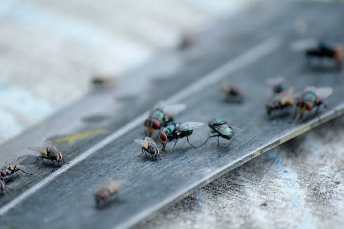 Jurisdicción Sanitaria confirma que en PN actualmente no hay plagas de moscas