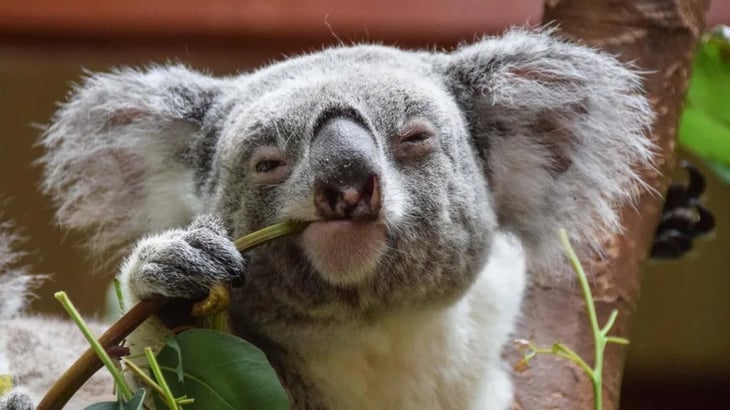 Australia está vacunando a sus koalas contra la clamidia