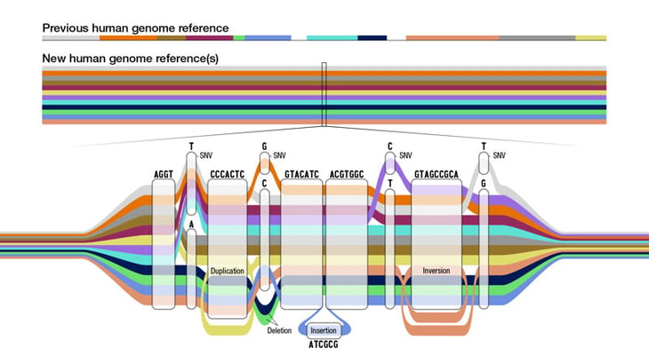 El pangenoma humano: qué reveló el nuevo mapa genético que avanza 