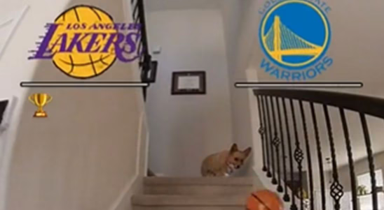 NBA Playoffs: ¡Insólito! Un perro se volvió viral por adivinar cómo quedará la serie entre Lakers y Warriors