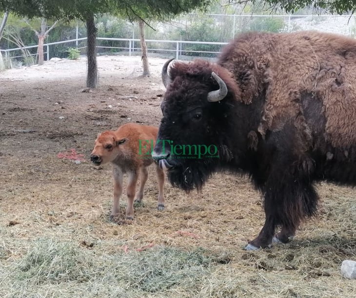 Nace Búfalo de pareja en cautiverio; un nacimiento nunca antes visto en Ecoparque