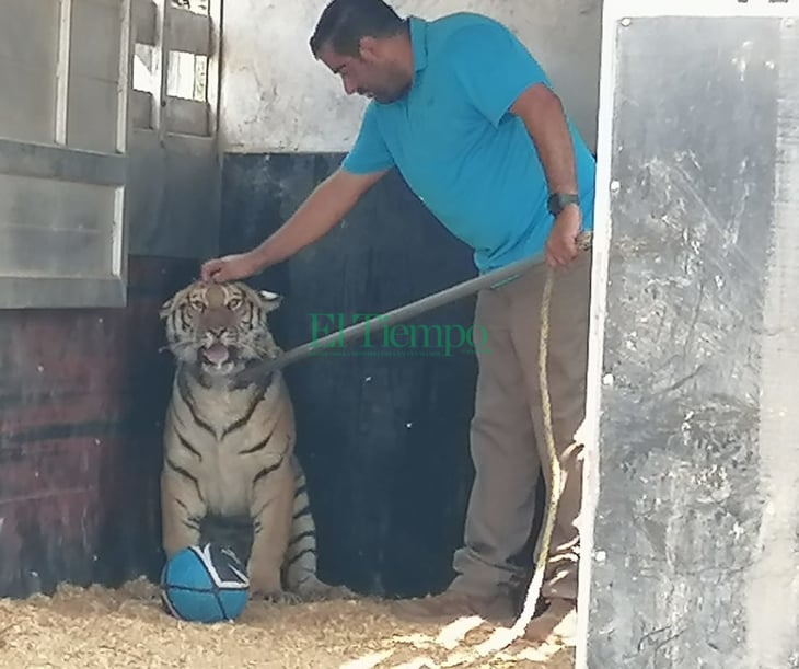 Donan a Ecoparque un Tigre de Bengala de nueve meses de edad