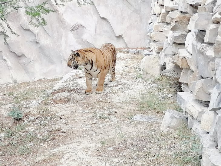 Ecoparque recibe a un Tigre de Bengala de nueve meses