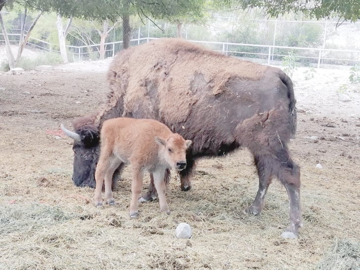Búfalo nace de pareja en cautiverio; un nacimiento nunca antes visto en Ecoparque