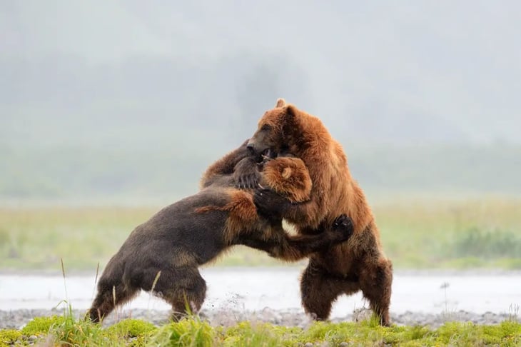 Fotógrafo se encuentra dos osos grizzly y filma la madre de todas las batallas