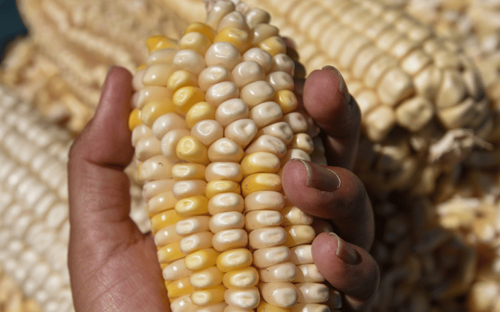 EU sembraría maíz no transgénico para exportar a México