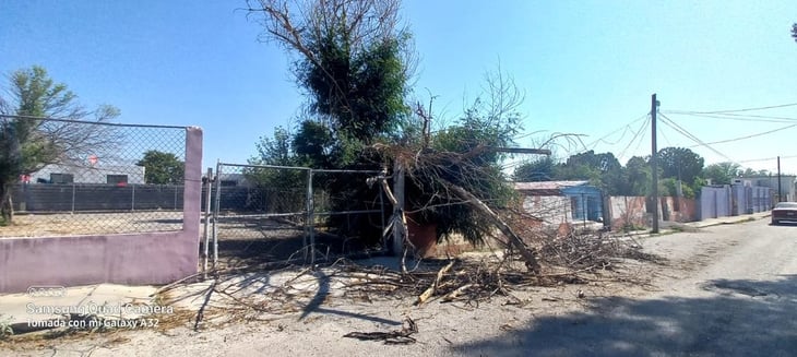 En San Buena retiran árboles caídos en escuelas
