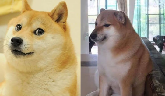 ¿Cheems o Kabosu? Los perritos de los memes virales que han estado 'muy graves'