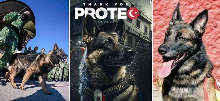 Ejército alista estatua dedicada a 'Proteo', perrito rescatista que murió en Turquía