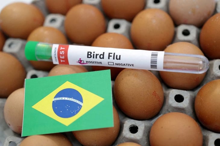 Brasil declara emergencia zoosanitaria de 180 días en medio de casos de gripe aviar en aves silvestres