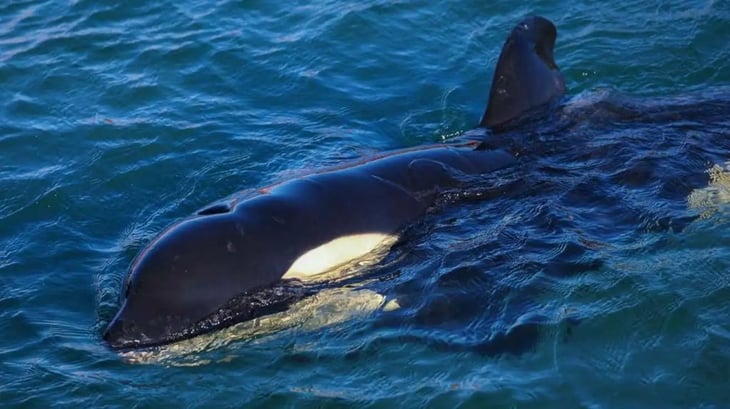 Orcas atacaron una embarcación de recreo en la costa de Gibraltar, y los científicos están desconcertados