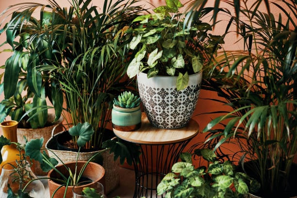 4 plantas tóxicas que debes sacar inmediatamente del interior de tu casa