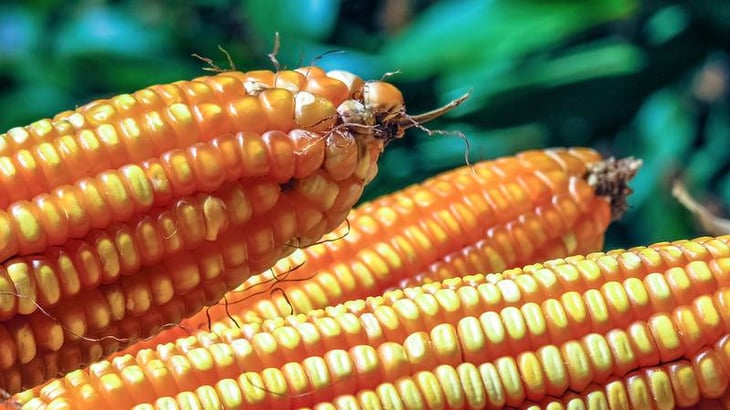 EU inicia 'guerra' en T-Mec contra México por maíz transgénico